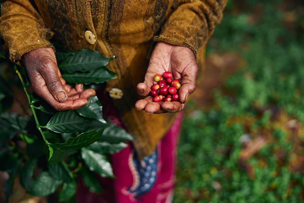 robusta