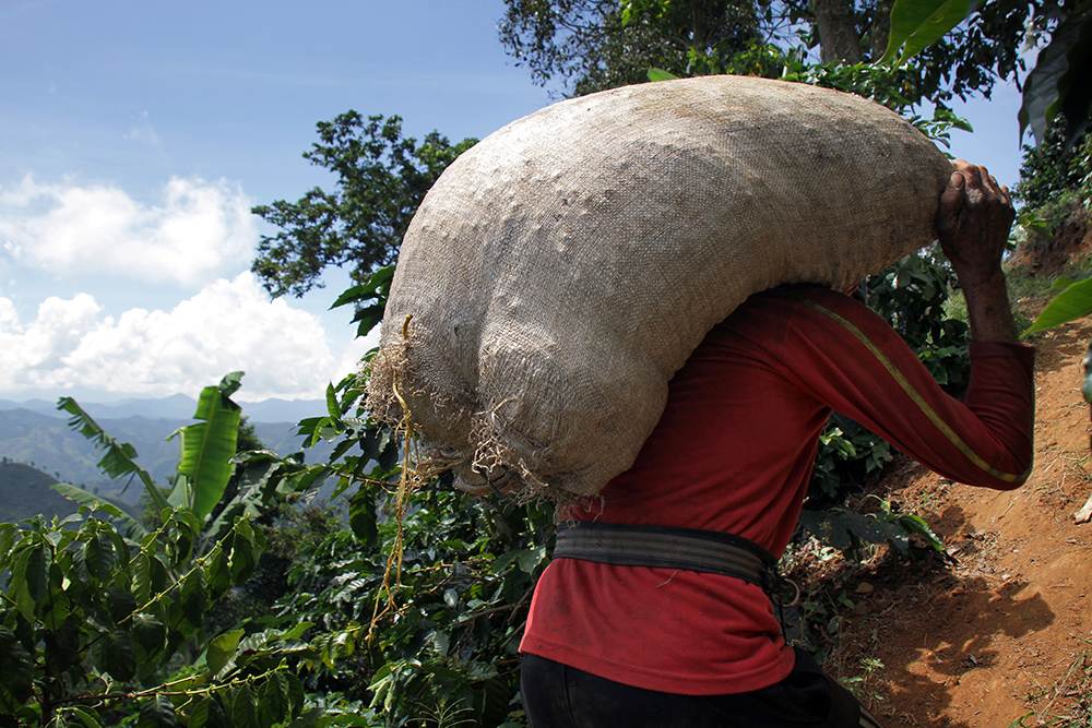 coffee cultivation