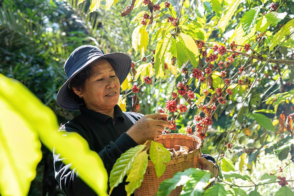 coffee cultivation